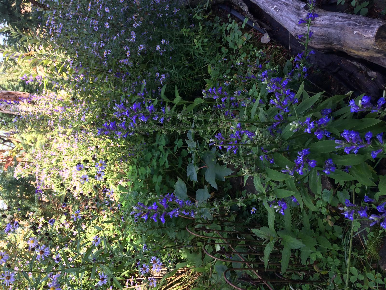 Portland Audubon 22nd Annual Native Plant Sale The Intertwine
